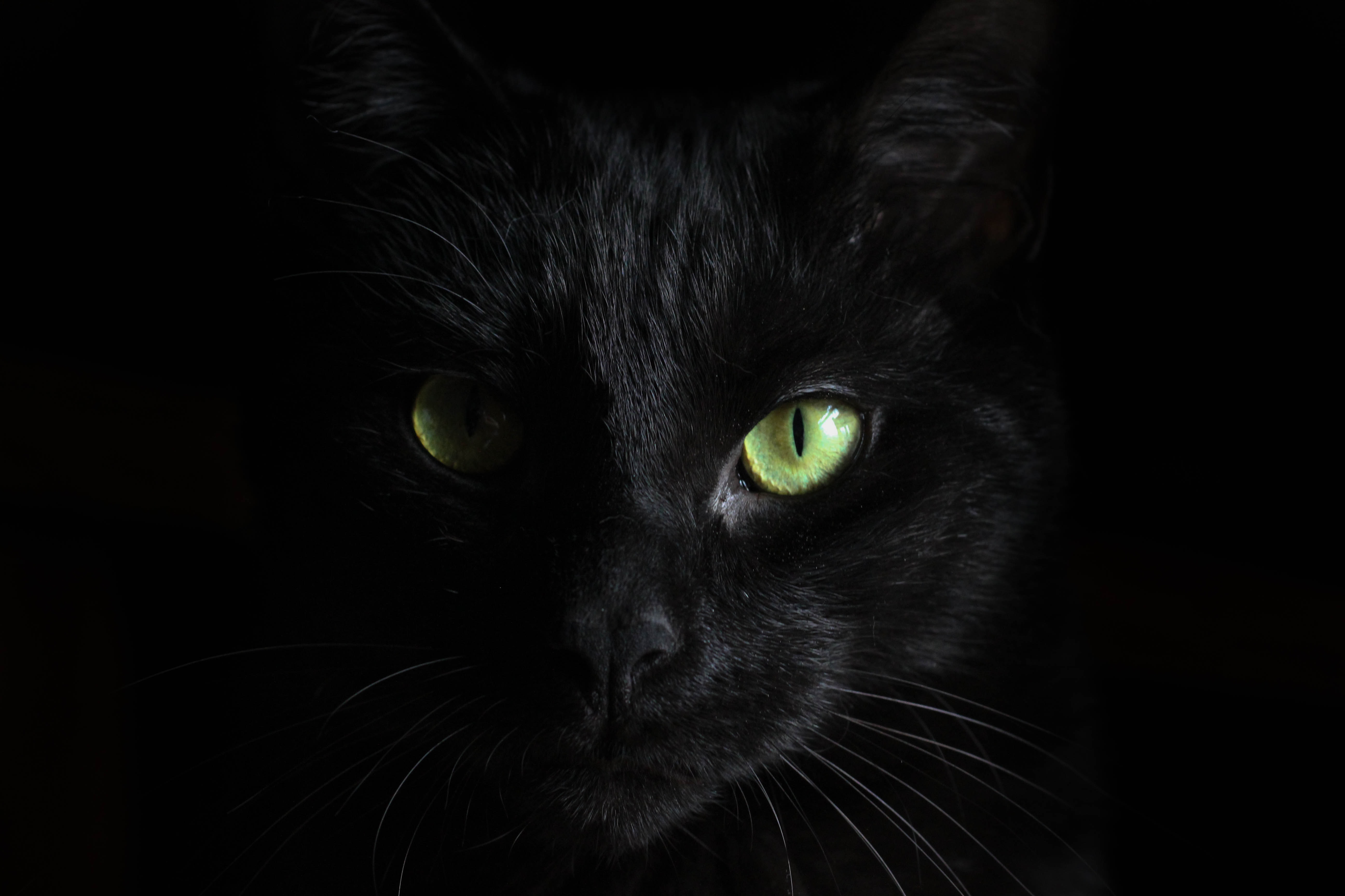 black cat, green eyes