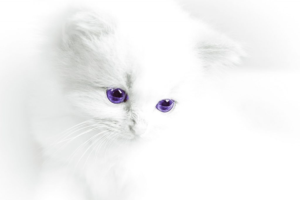 cat baby, cat, white-787084.jpg
